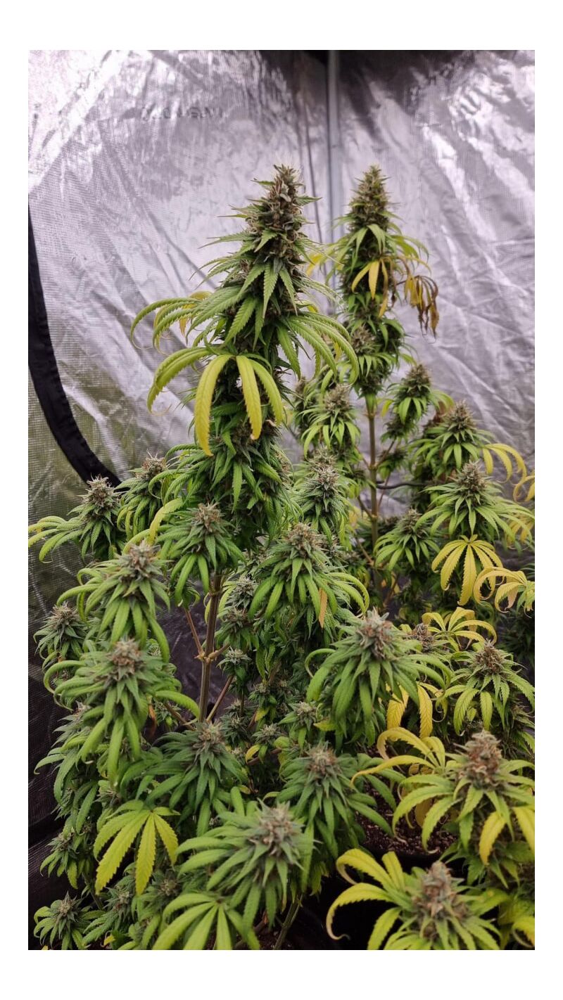 Gorilla Super Glue, Фасовка: 5, изображение 6